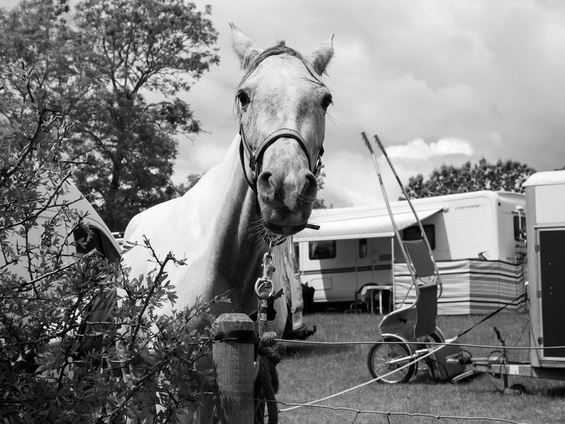 Appleby Horse Fair, Appleby-in-Westmorland, UK