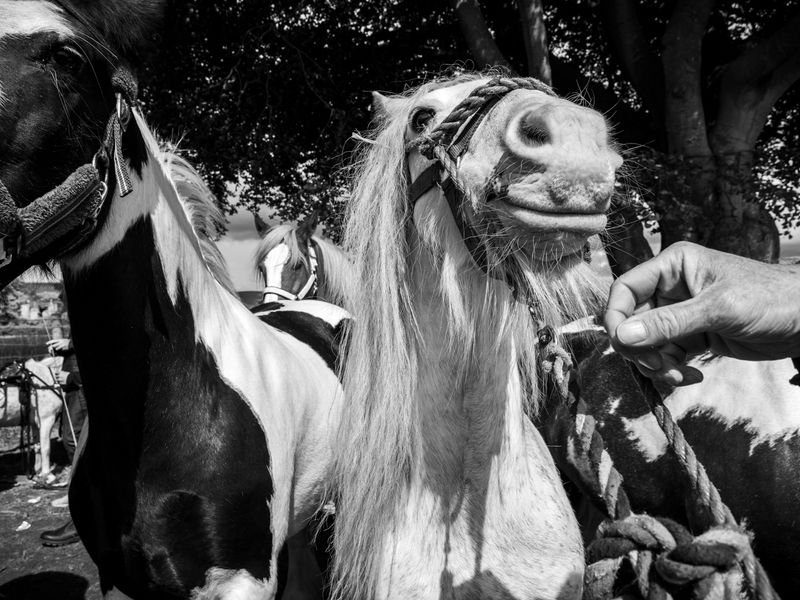 Appleby Horse Fair, Appleby-in-Westmorland, UK