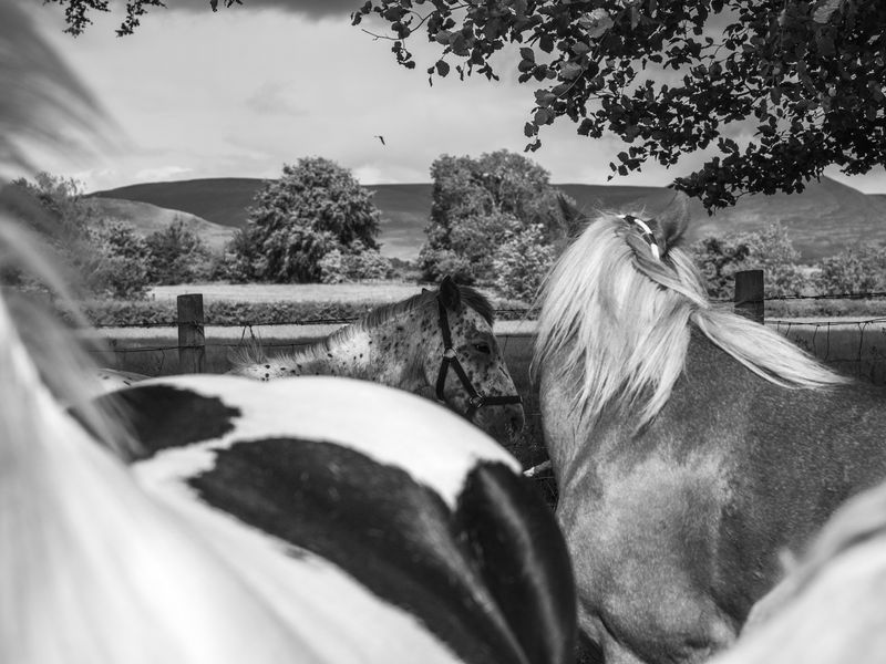 Appleby Horse Fair, Appleby-in-Westmorland, UK