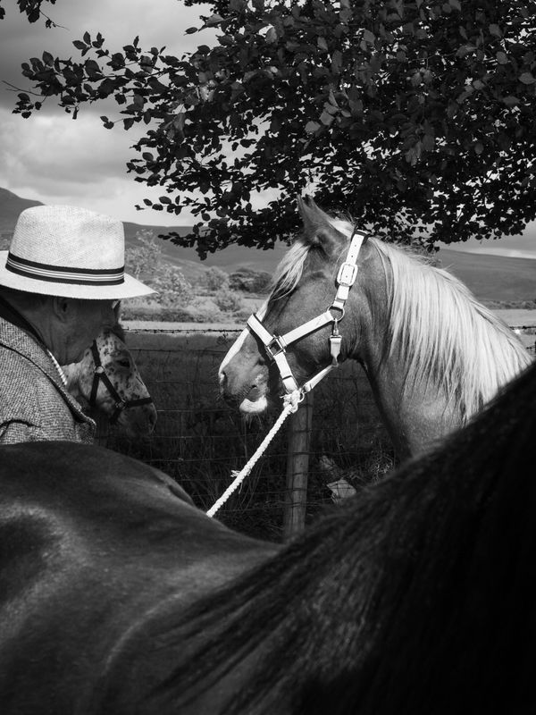 Appleby Horse Fair, Appleby-in-Westmorland, UK