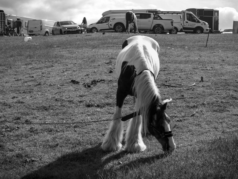 Appleby Horse Fair, Appleby-in-Westmorland, UK