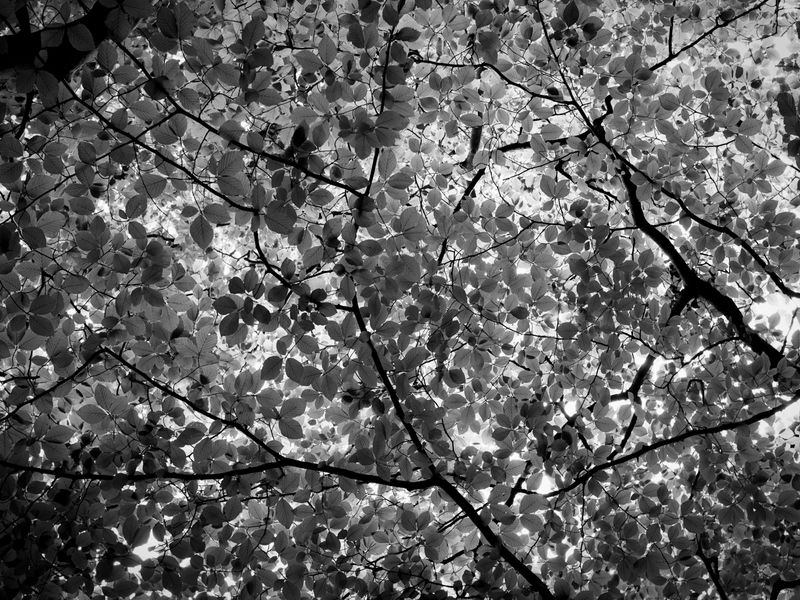 Eaves Wood, Silverdale, UK