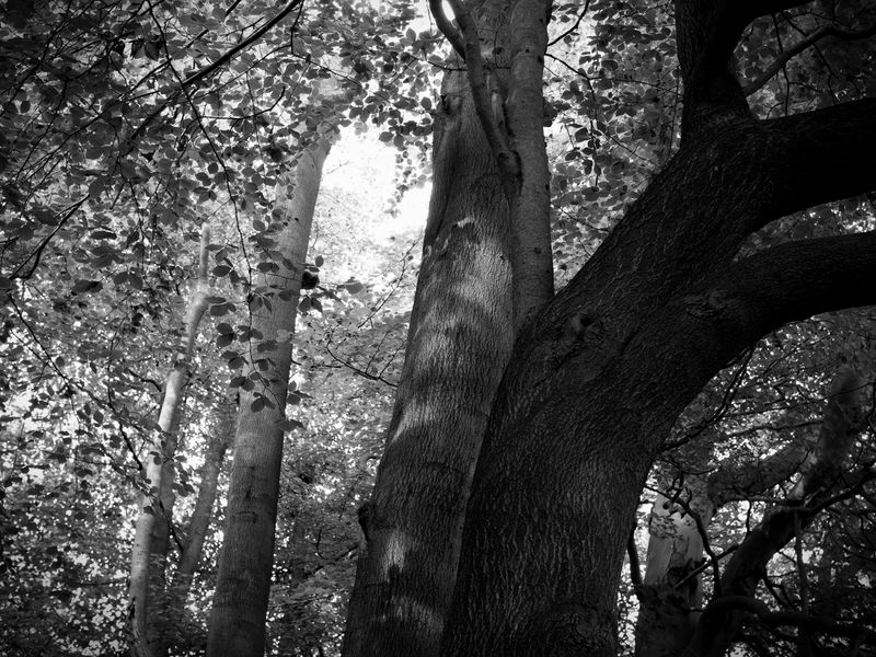 Eaves Wood, Silverdale, UK