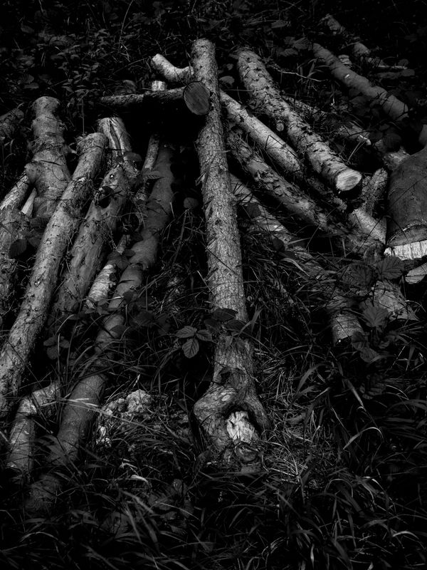 Eaves Wood, Silverdale, UK