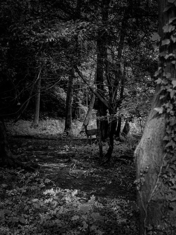 Eaves Wood, Silverdale, UK