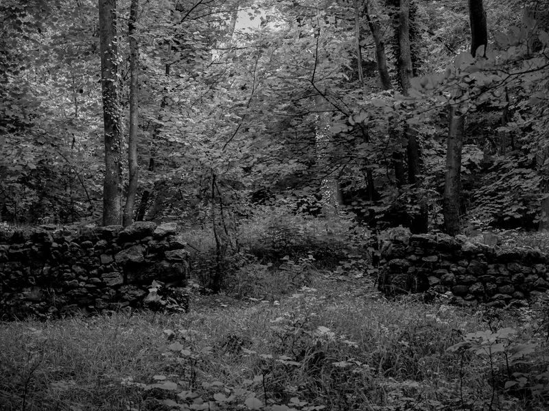 Eaves Wood, Silverdale, UK