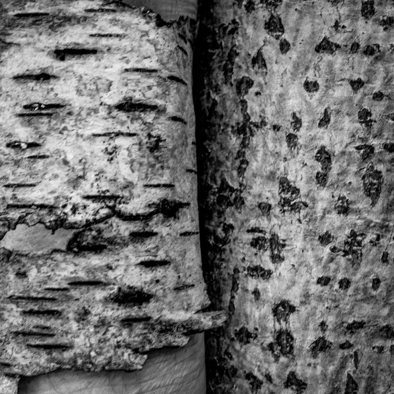 Eaves Wood, Silverdale, UK