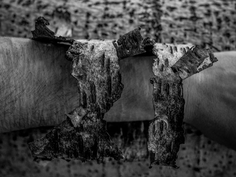 Eaves Wood, Silverdale, UK