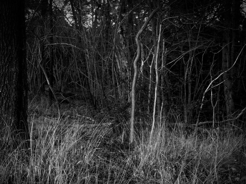 Eaves Wood, Silverdale, UK
