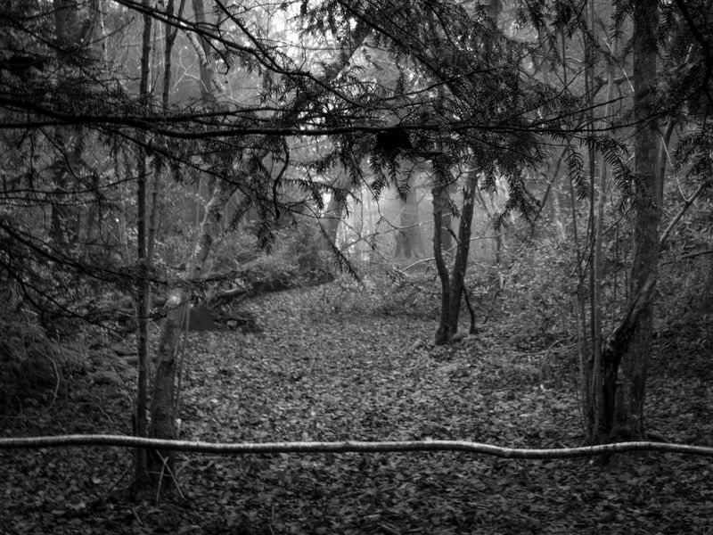 Eaves Wood, Silverdale, UK