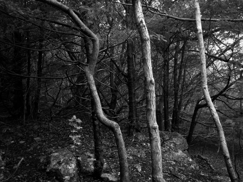 Eaves Wood, Silverdale, UK