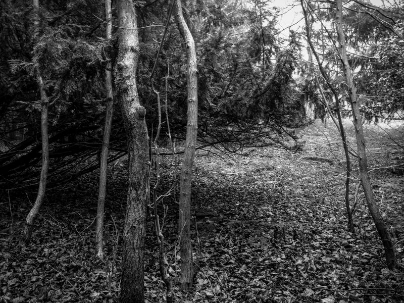 Eaves Wood, Silverdale, UK