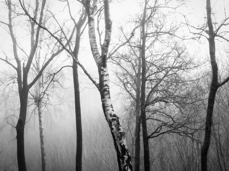 Eaves Wood, Silverdale, UK