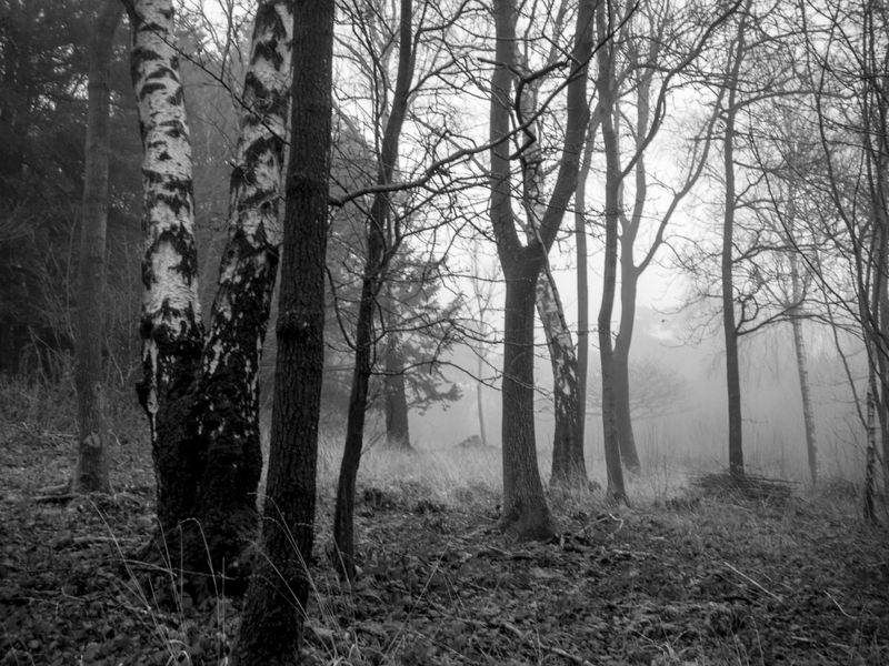 Eaves Wood, Silverdale, UK