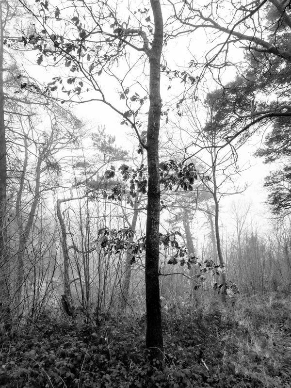Eaves Wood, Silverdale, UK