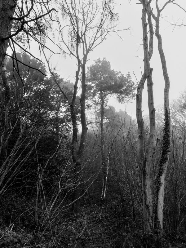 Eaves Wood, Silverdale, UK