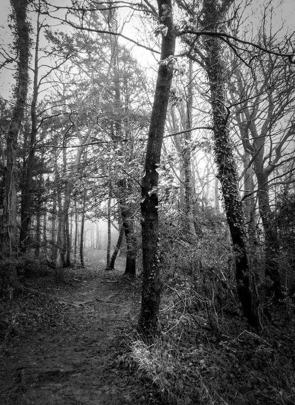 Eaves Wood, Silverdale, UK