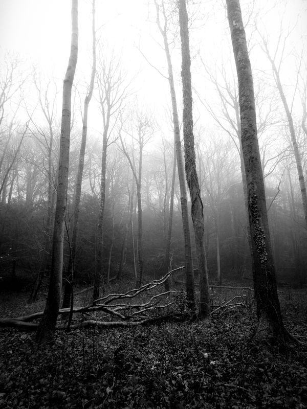 Eaves Wood, Silverdale, UK