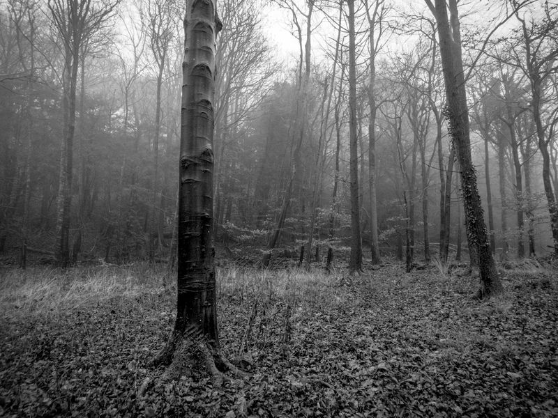 Eaves Wood, Silverdale, UK