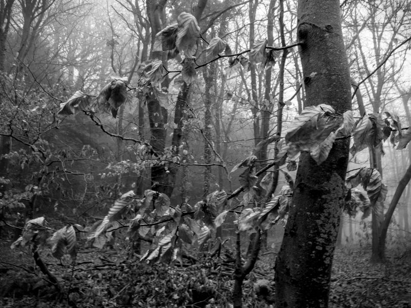 Eaves Wood, Silverdale, UK