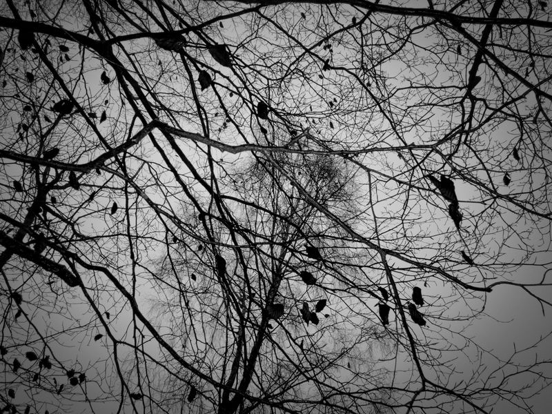 Eaves Wood, Silverdale, UK