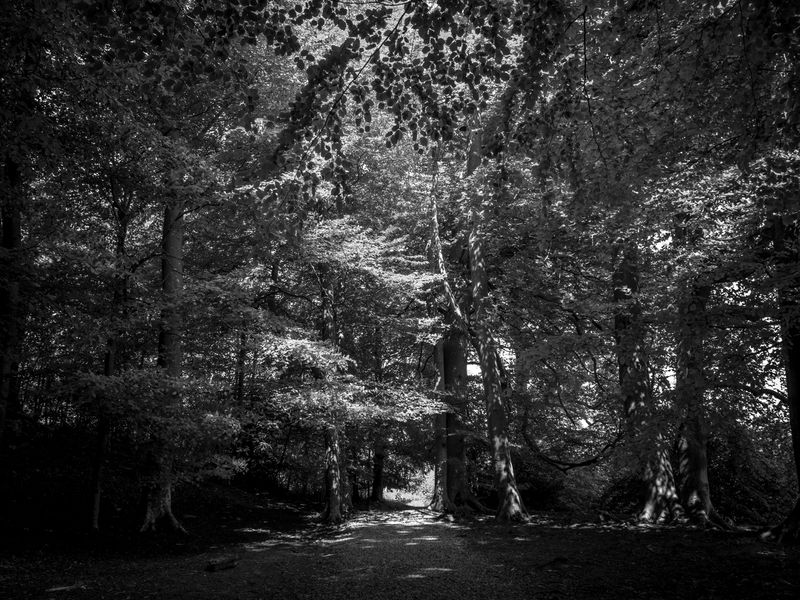 Eaves Wood, Silverdale, UK