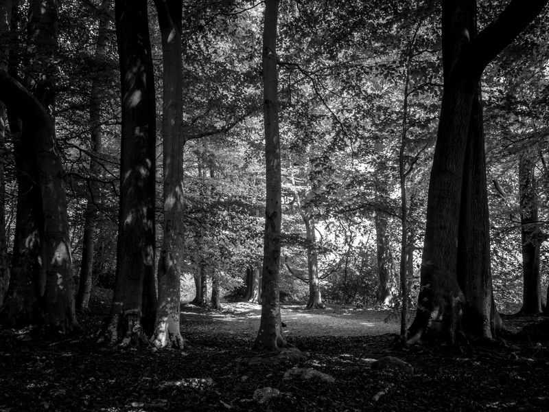 Eaves Wood, Silverdale, UK