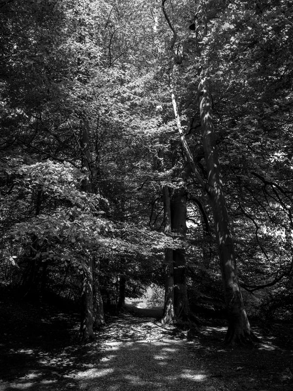 Eaves Wood, Silverdale, UK