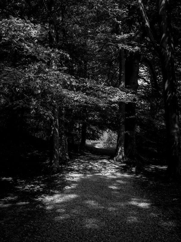 Eaves Wood, Silverdale, UK