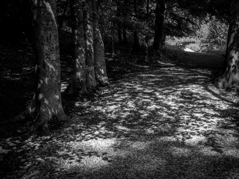 Eaves Wood, Silverdale, UK