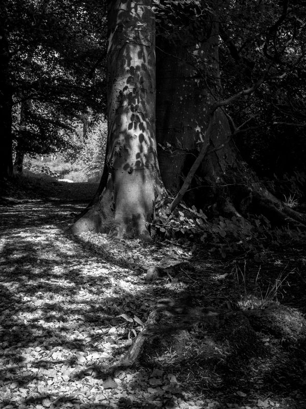 Eaves Wood, Silverdale, UK