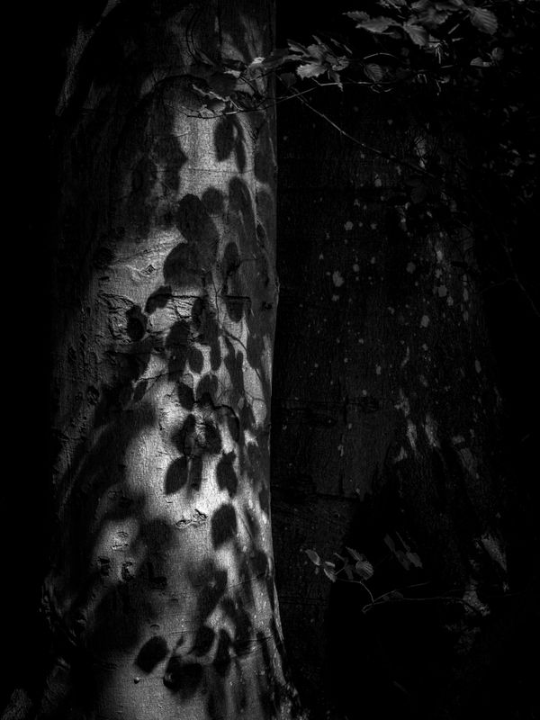 Eaves Wood, Silverdale, UK