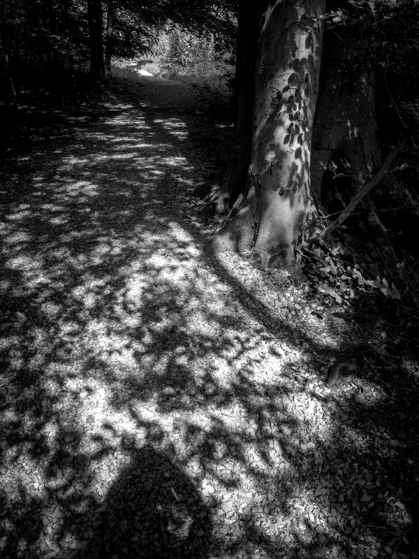 Eaves Wood, Silverdale, UK