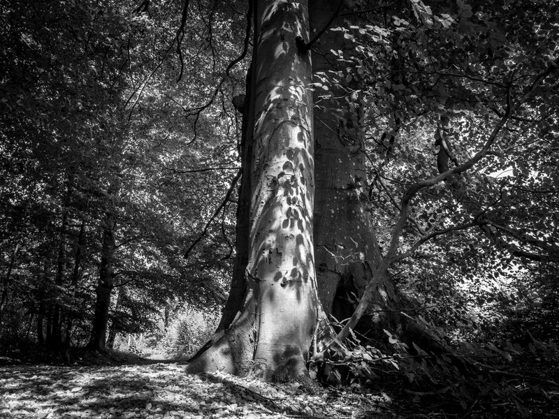 Eaves Wood, Silverdale, UK