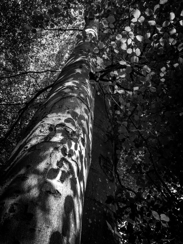Eaves Wood, Silverdale, UK