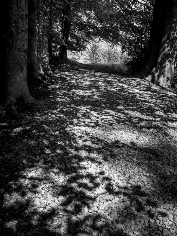 Eaves Wood, Silverdale, UK