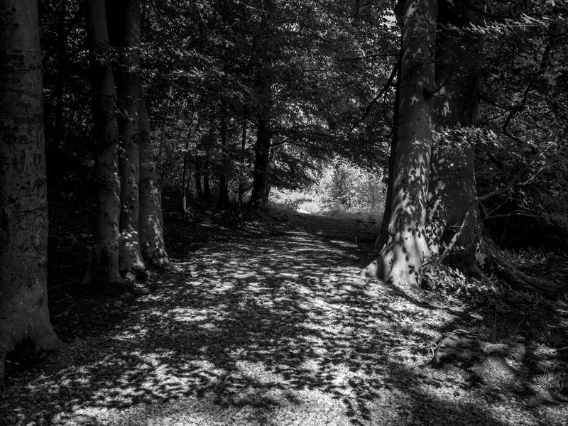 Eaves Wood, Silverdale, UK
