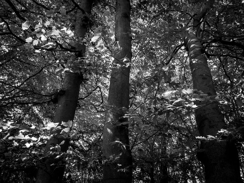 Eaves Wood, Silverdale, UK
