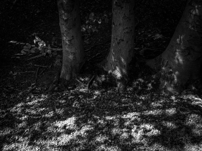 Eaves Wood, Silverdale, UK