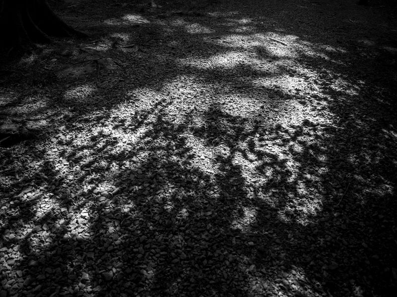 Eaves Wood, Silverdale, UK