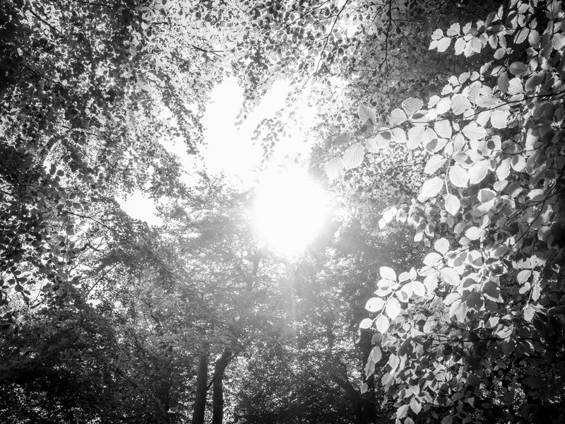 Eaves Wood, Silverdale, UK