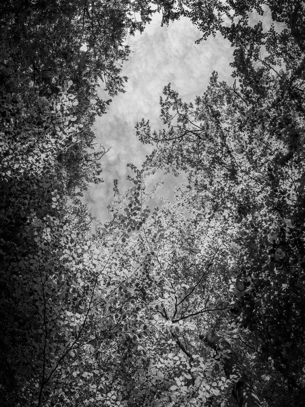 Eaves Wood, Silverdale, UK