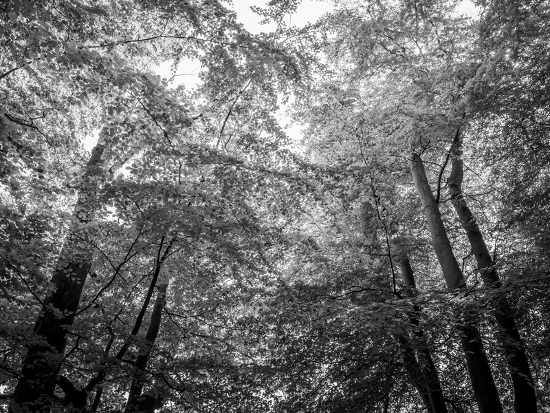 Eaves Wood, Silverdale, UK