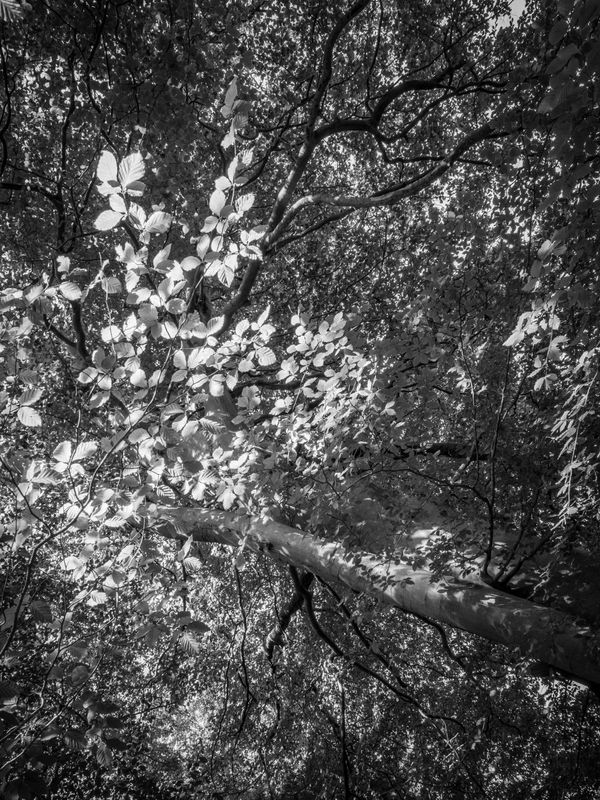 Eaves Wood, Silverdale, UK