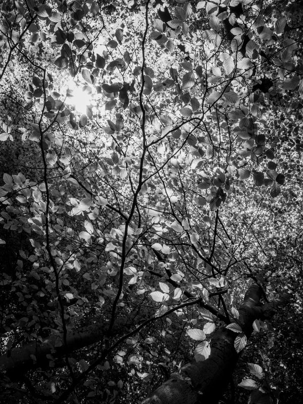 Eaves Wood, Silverdale, UK