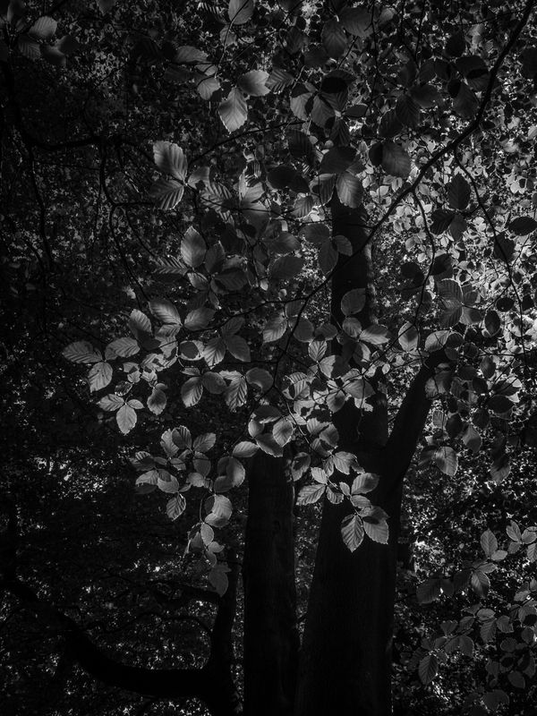 Eaves Wood, Silverdale, UK