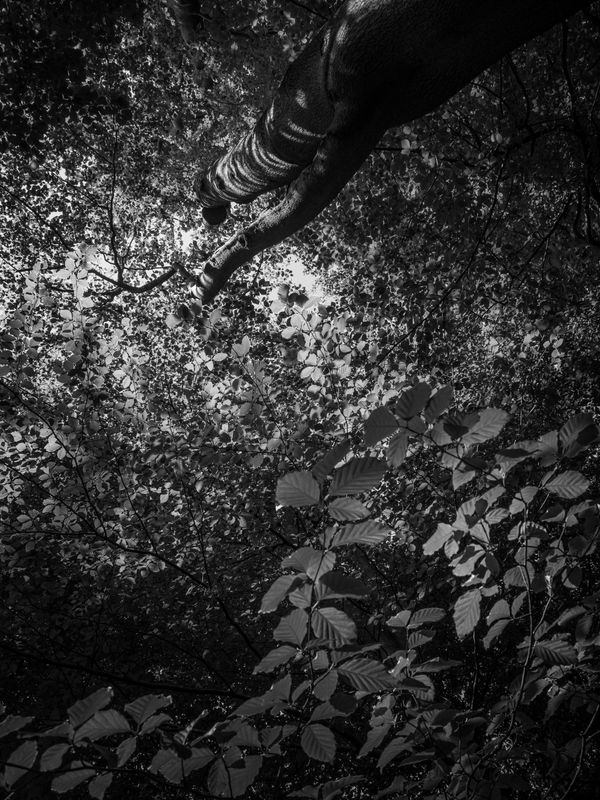 Eaves Wood, Silverdale, UK