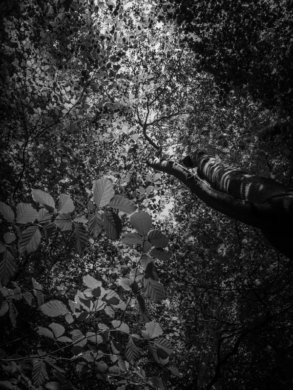 Eaves Wood, Silverdale, UK