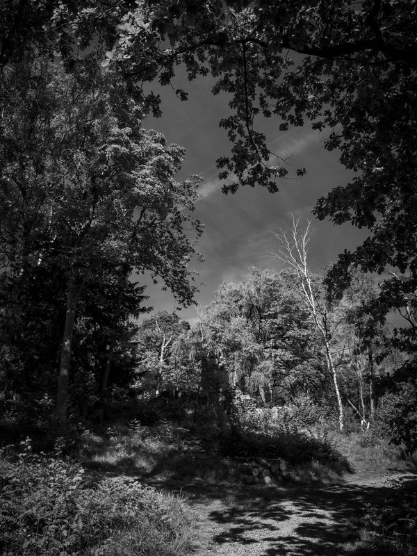 Eaves Wood, Silverdale, UK