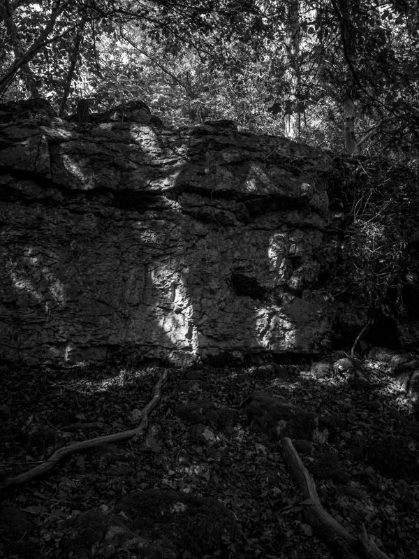 Eaves Wood, Silverdale, UK